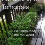 Hardening Off Tomatoes
