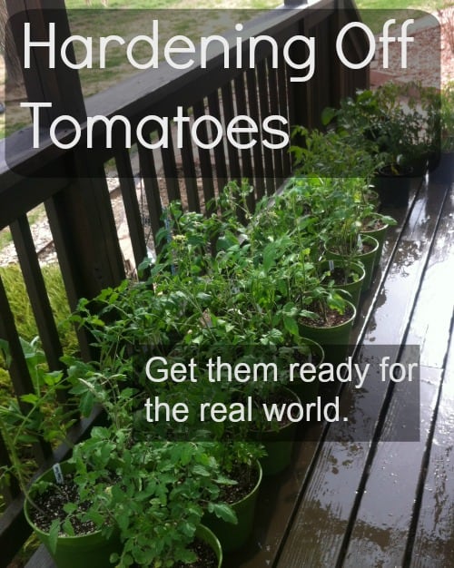 Hardening Off Tomatoes