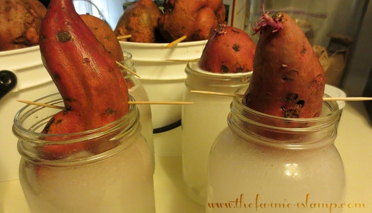 Sweet potatoes held over jars of water with toothpicks.