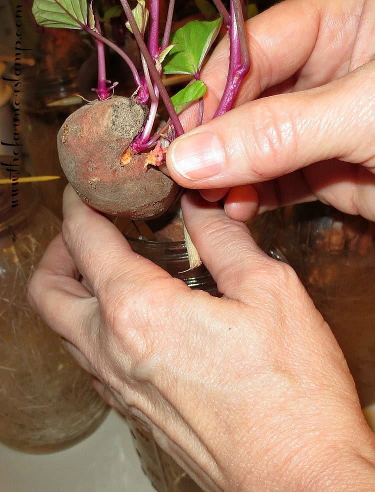 Removing slips from the mother sweet potato by hand.