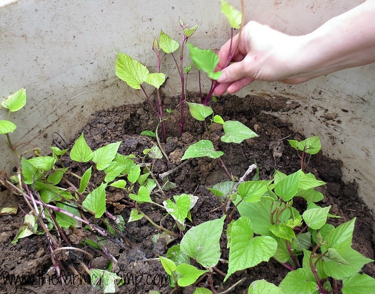 Planting sweet potato slips in the soil.