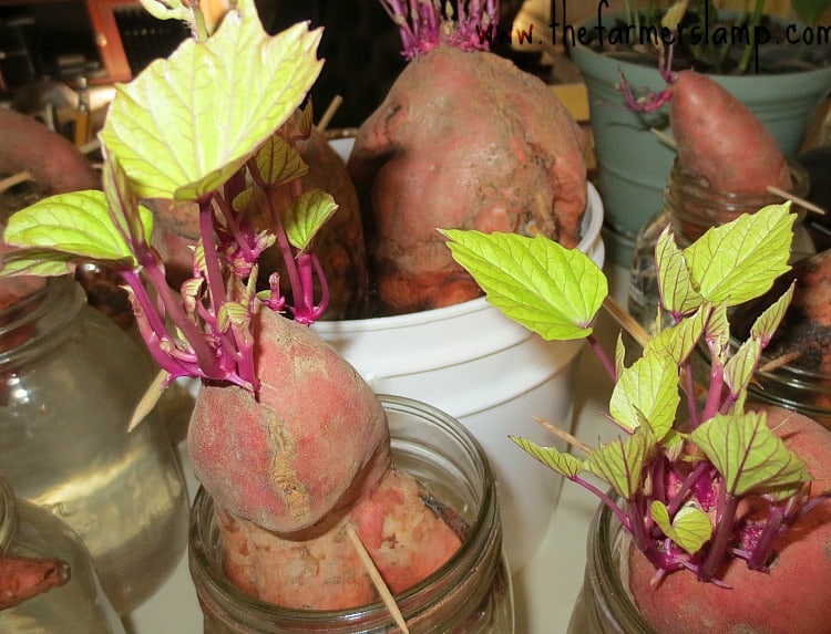 Red and green sweet potato slips growing from the sweet potatoes that are suspended over the jars of water.