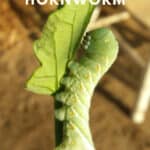 Tomato Hornworm