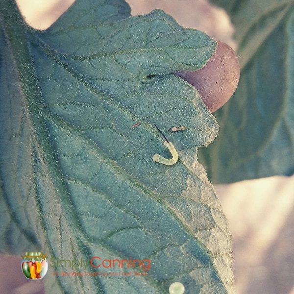tomato hornworm baby