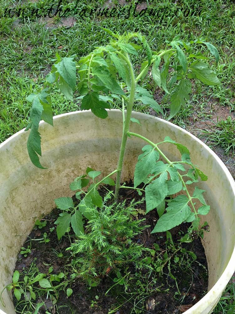 Volunteer tomato plant growing in a container.