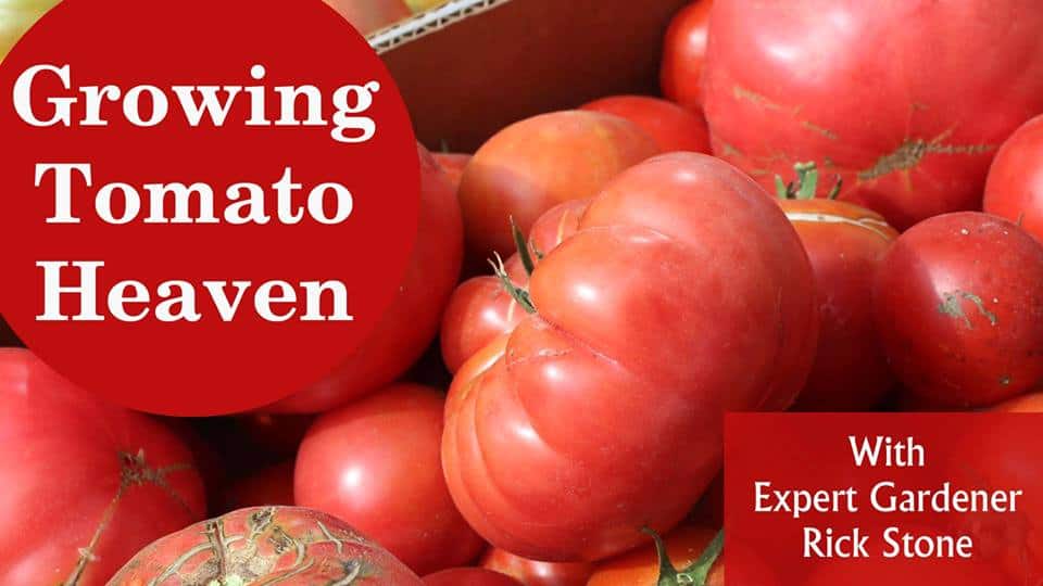 Growing Tomato Heaven with expert gardener Rick Stone.