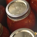 Hot jars of tomatoes packed inside the canner.